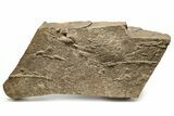 Cruziana (Fossil Trilobite Trackway) Plate - Morocco #274962-1